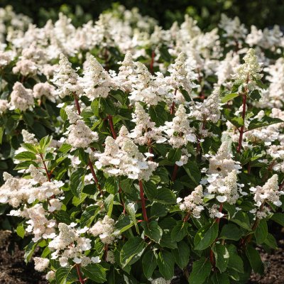 Hydrangea paniculata Living Infinity ®