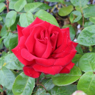 tehybrid Ingrid Bergman ® (Poulman), Tehybridros, barrot 1st