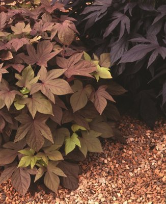 Batat, Stickling, Ipomoea batatas Sweet Caroline ® Bronze