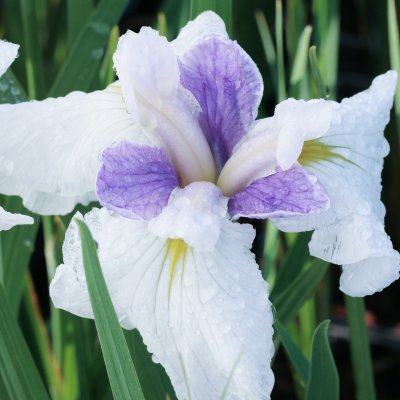 Iris ensata Queens Tiara, Japansk Iris, P9cm