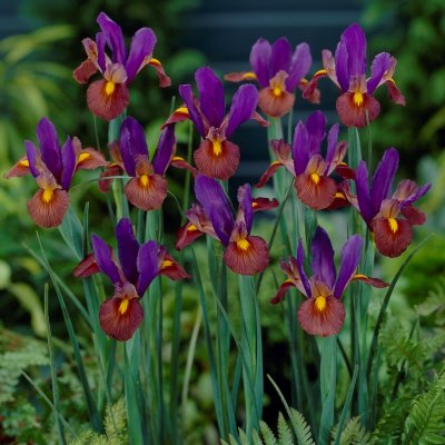 Iris Holländsk Black Beauty 15st