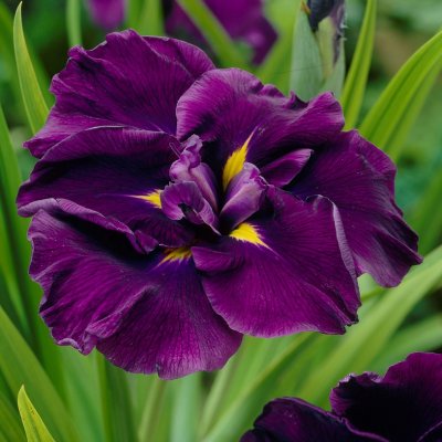 Iris ensata Eileen´s Dream, Japansk Iris