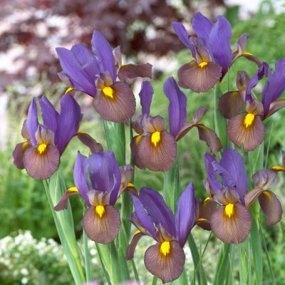 Iris Holländsk Tigereye ® 10st