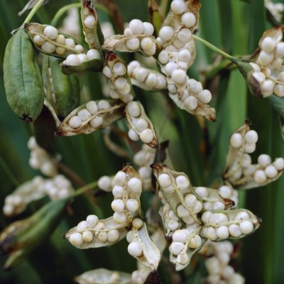 Iris foetidissima Fructo-Alba