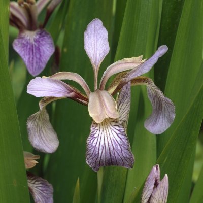 Iris foetidissima Fructo-Alba