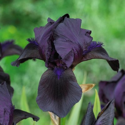 Iris germanica Black Knight, Trädgårdsiris