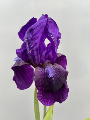 Iris germanica Black Knight, Trädgårdsiris