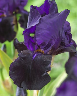 Iris germanica Black Swan, Trädgårdsiris