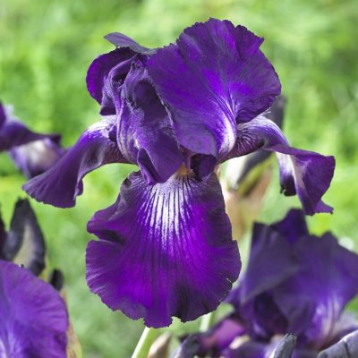 Iris germanica Exotic Star, Trädgårdsiris