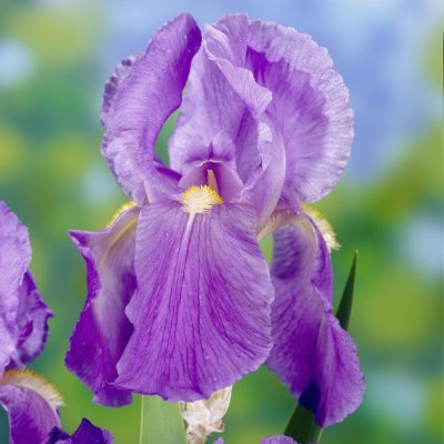 Iris germanica Florentina
