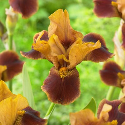 Iris Trädgård Hissy Fit 1st