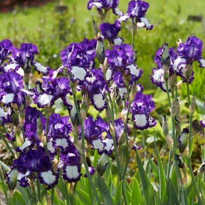 Iris germanica Loop the Loop, Trädgårdsiris, P9cm