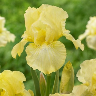 Iris germanica Maui Moonlight, Trädgårdsiris, C13cm
