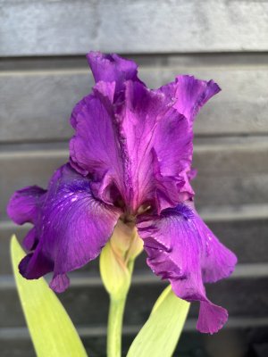 Iris germanica Sultry Mood, Trädgårdsiris