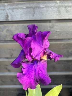 Iris germanica Sultry Mood, Trädgårdsiris