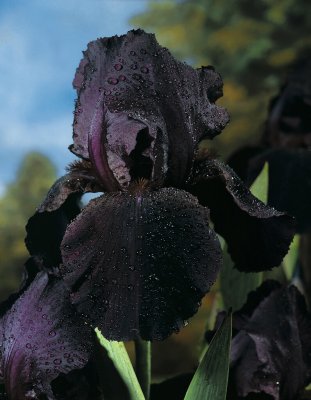 Iris Trädgård Black 1st