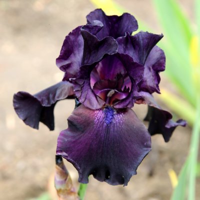 Iris germanica Superstition, Trädgårdsiris, P9cm