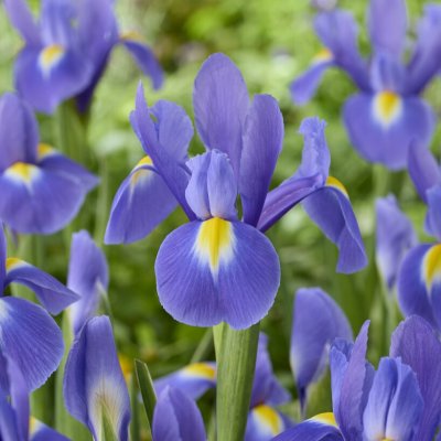 Iris hollandica Blue Magic
