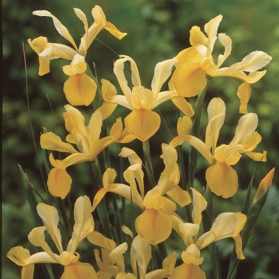 Iris hollandica Crown Jewel