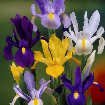 Iris Holländsk Mix 15st