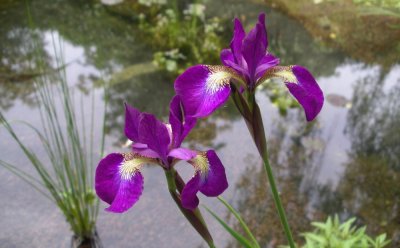 Iris kaempferi, Iris