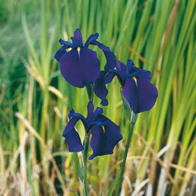 Iris kaempferi, Iris, P9cm