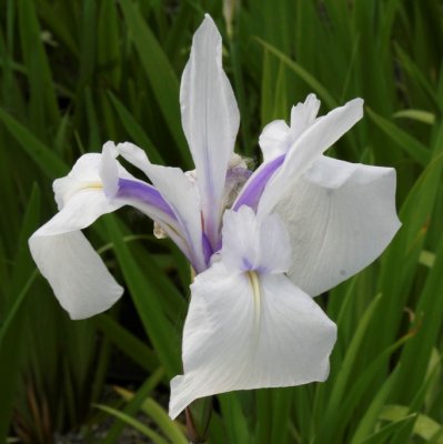 Iris laevigata Snowdrift, Glansiris, P9cm
