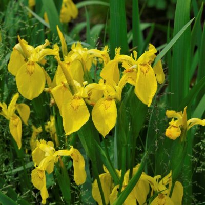 Iris pseudacorus, Svärdslilja, P9cm