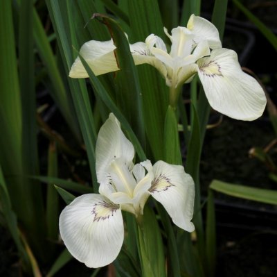 Iris pseudacorus Alba