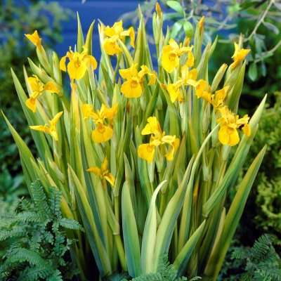 Iris pseudacorus Variegata, Svärdslilja, SQ1