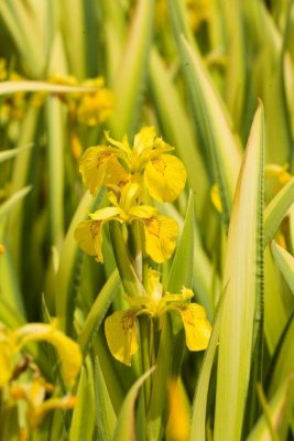 Iris pseudacorus Variegata, Svärdslilja, P9cm