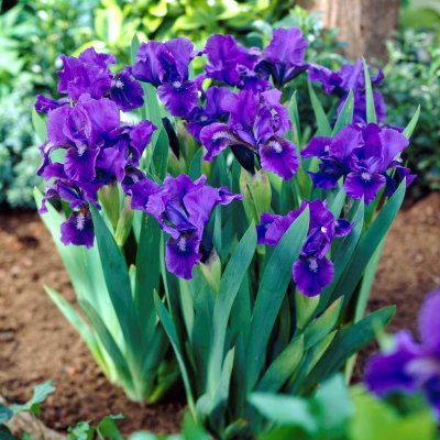 Iris pumila Little Shadow, Småiris