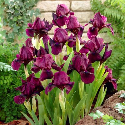 Iris pumila Pastel Charme, Småiris, C13cm