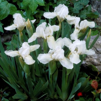Iris pumila Bright White, Småiris, P9cm