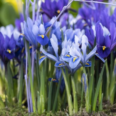 Iris reticulata Blue