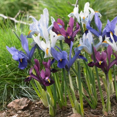 Iris Våriris Mix 15st