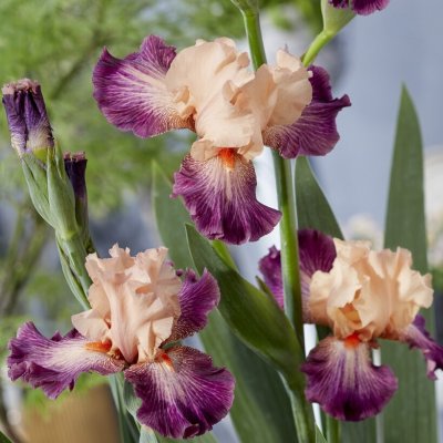 Iris germanica Rose de Perse