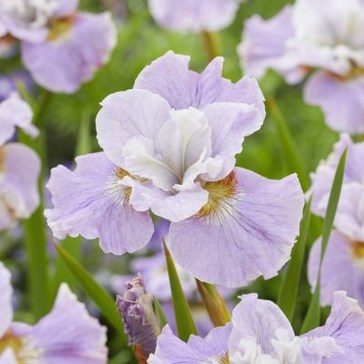 Iris sibirica Dawn Waltz, Rabattiris