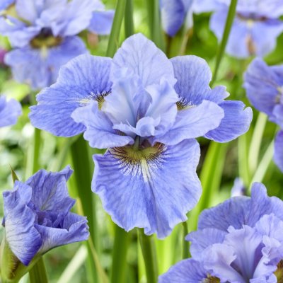 Iris sibirica Peacock Mission Bay ®, Rabattiris