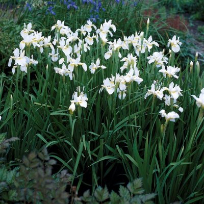 Iris sibirica Snow Queen, Rabattiris, P9cm