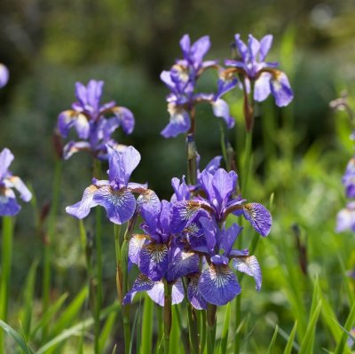 Iris sibirica Tropic Night, Strandiris/Rabattiris