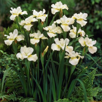 Iris sibirica White Swirl, Strandiris/Rabattiris