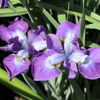Iris sibirica Roaring Jelly, Strandiris/Rabattiris