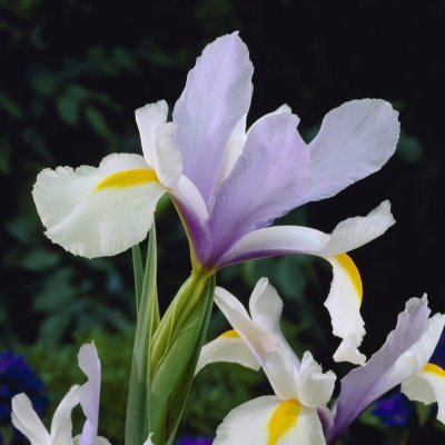 Iris Holländsk Surprise 15st