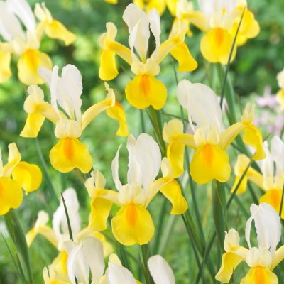 Iris Holländsk Symphony 10st