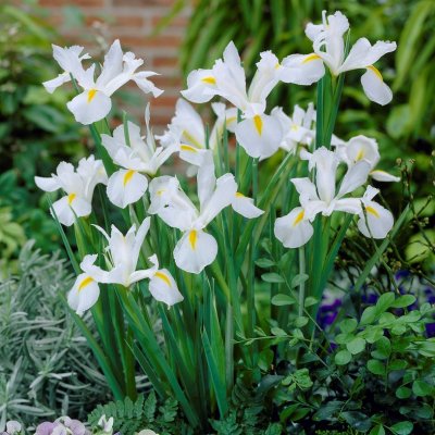 Iris Holländsk White Magic 15st