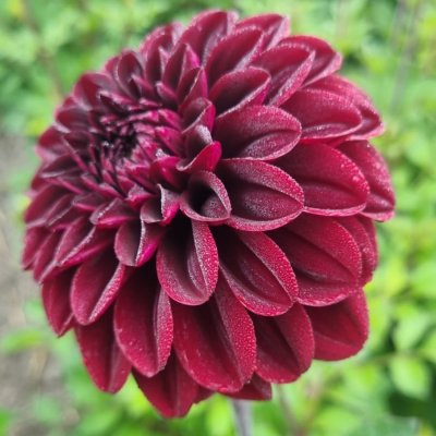 Dahlia Boll Isa´s Darkness 1st