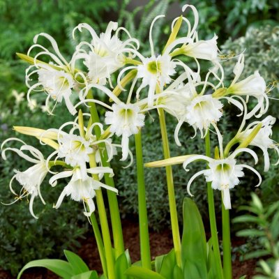 Spindellilja Ismene festalis 2st