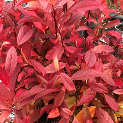Itea virginica Henry´s Garnet, Itea
