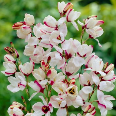 Ixia Spotlight 20st